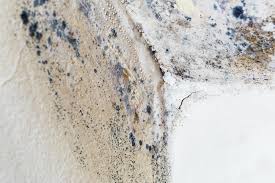 Why You Should Choose Our Mold Remediation Services in Pelham, AL